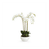 NH - Barclay Butera Phalaenopsis | 30"