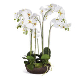 NH - Phalaenopsis Bowl Drop-In | 31.5"