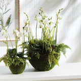 NH - Phalaenopsis & Fern Drop-In | 21"