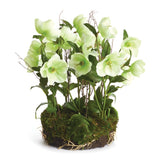 NH - Hellebores Drop-In | 14.5"