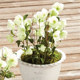 NH - Hellebores Drop-In | 14.5"