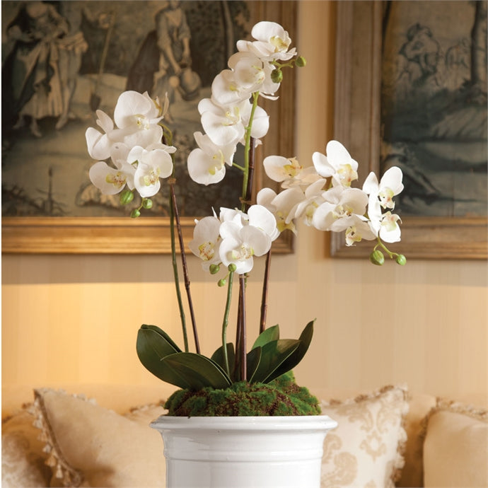 NH - Phalaenopsis Orchid Drop-In | 30