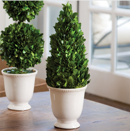 NH - Boxwood Cone in Beaded White Pot